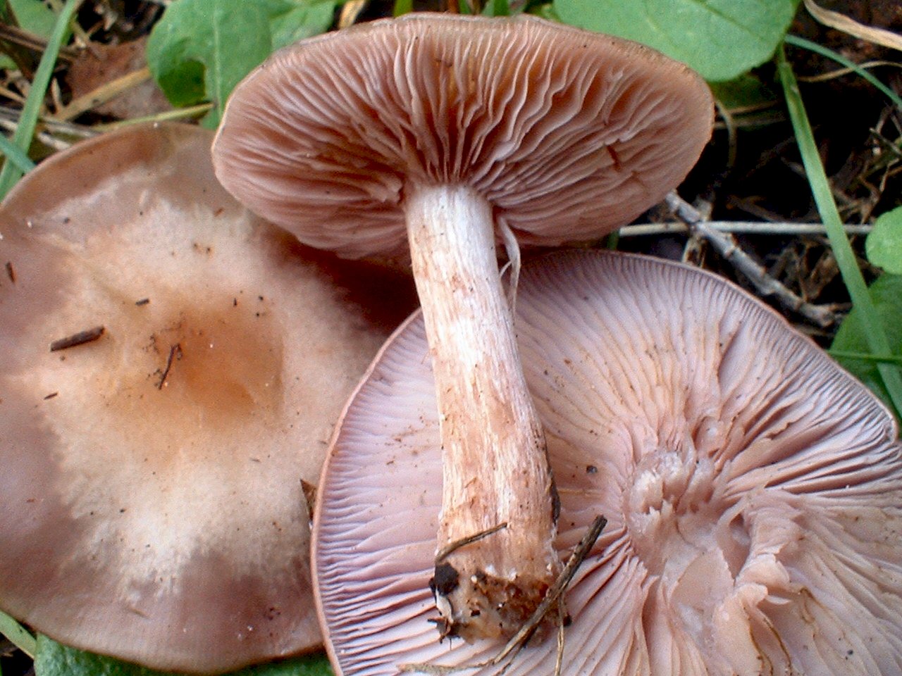 Escursione tra pino e leccio